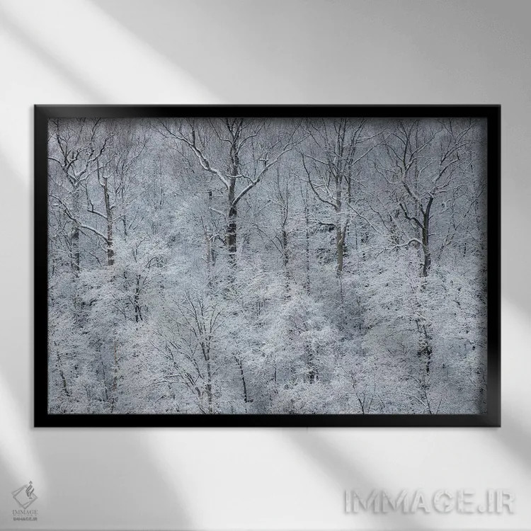 تابلو New York State. Snow covered trees, Green Lakes State Park,آمریکا، ایالت نیویورک. درختان پوشیده از برف، پارک ایالتی گرین لیکس اثر کریس موری - نمای قابدار مشکی
