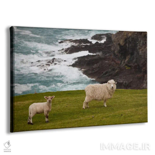 تابلو گوسفند و بره اهلی نزدیک لبه صخره، خلیج سنگی، شبهجزیره بنکس، کانتربری، نیوزیلند اثر کالین مونتیث - نمای پرسپکتیو محصول