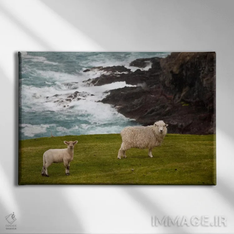 تابلو گوسفند و بره اهلی نزدیک لبه صخره، خلیج سنگی، شبهجزیره بنکس، کانتربری، نیوزیلند اثر کالین مونتیث - نمای روبهرو روی دیوار