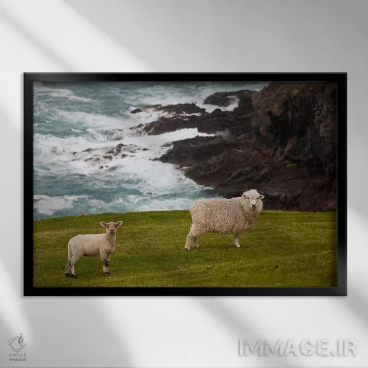تابلو گوسفند و بره اهلی نزدیک لبه صخره، خلیج سنگی، شبهجزیره بنکس، کانتربری، نیوزیلند اثر کالین مونتیث - نمای قابدار مشکی