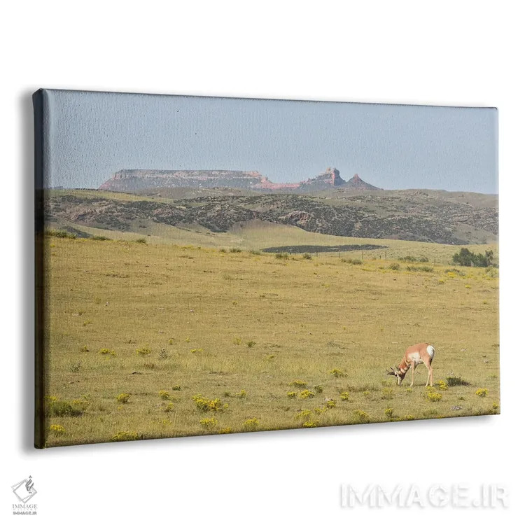 تابلو آهوی شاخچنگالی در حال چرا اثر کریستوفر توماس - نمای پرسپکتیو محصول