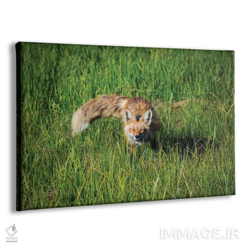 تابلو چمنزار صبحگاهی روباه قرمز اثر کریستوفر توماس - نمای پرسپکتیو محصول