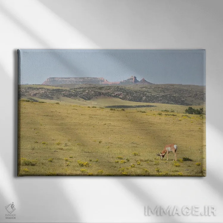 تابلو آهوی شاخچنگالی در حال چرا اثر کریستوفر توماس - نمای روبهرو روی دیوار