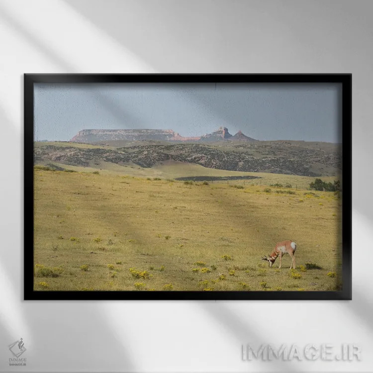 تابلو آهوی شاخچنگالی در حال چرا اثر کریستوفر توماس - نمای قابدار مشکی