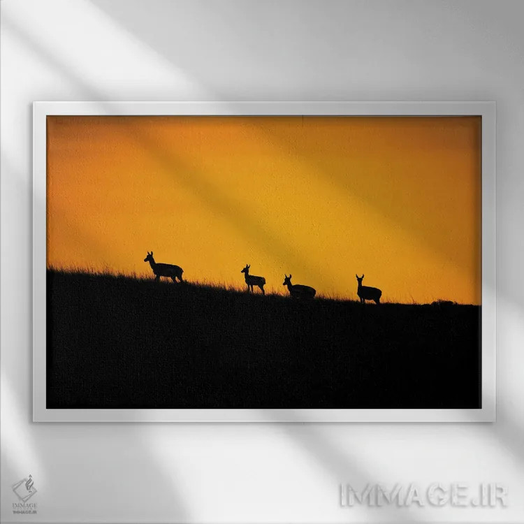 تابلو غروب آهوی شاخچنگالی اثر کریستوفر توماس - نمای قابدار سفید