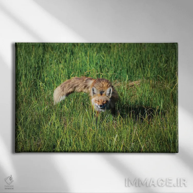 تابلو چمنزار صبحگاهی روباه قرمز اثر کریستوفر توماس - نمای روبهرو روی دیوار