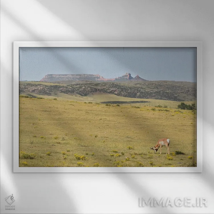 تابلو آهوی شاخچنگالی در حال چرا اثر کریستوفر توماس - نمای قابدار سفید