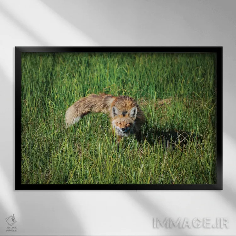 تابلو چمنزار صبحگاهی روباه قرمز اثر کریستوفر توماس - نمای قابدار مشکی