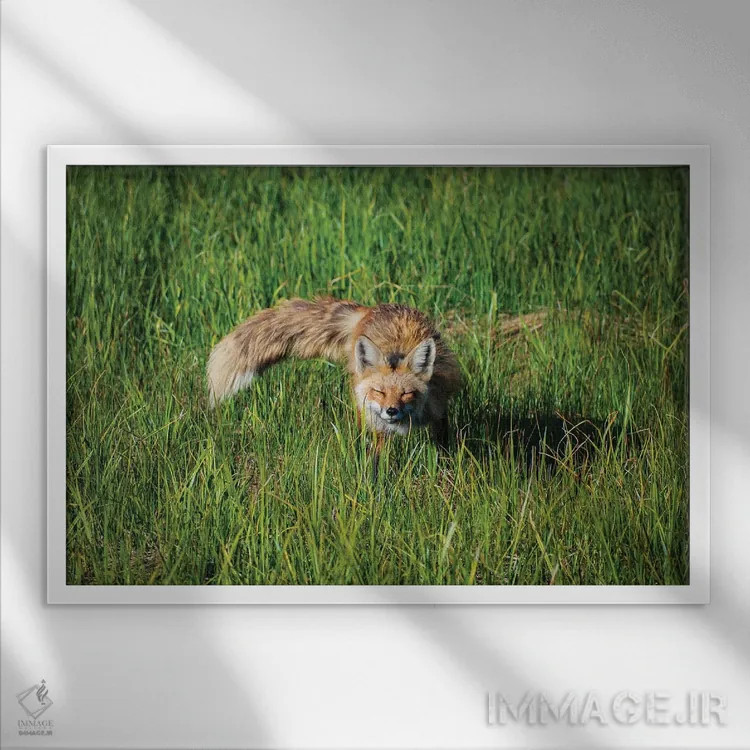 تابلو چمنزار صبحگاهی روباه قرمز اثر کریستوفر توماس - نمای قابدار سفید