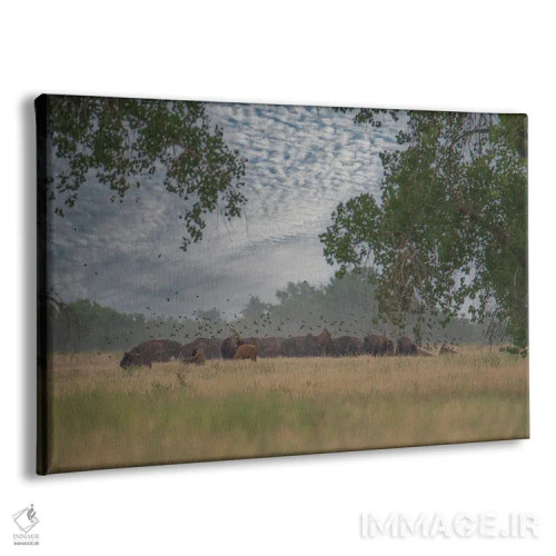 تابلو نگاهی به درون گله اثر کریستوفر توماس - نمای پرسپکتیو محصول