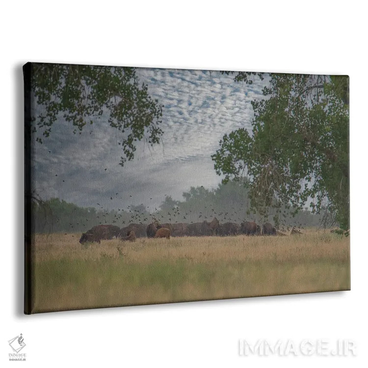 تابلو نگاهی به درون گله اثر کریستوفر توماس - نمای پرسپکتیو محصول