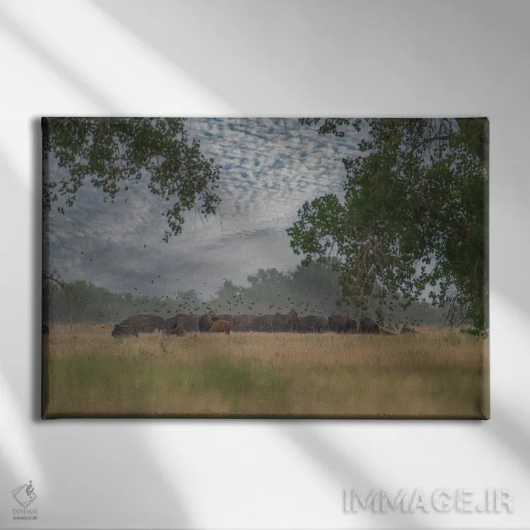 تابلو نگاهی به درون گله اثر کریستوفر توماس - نمای روبهرو روی دیوار