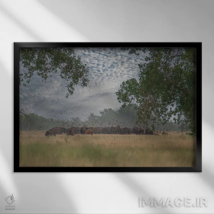 تابلو نگاهی به درون گله اثر کریستوفر توماس - نمای قابدار مشکی