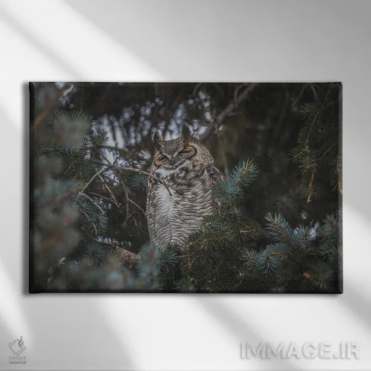 تابلو جغد بزرگگوش در حال چرت اثر کریستوفر توماس - نمای روبهرو روی دیوار