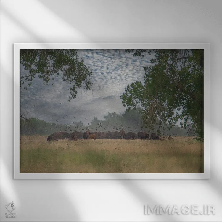 تابلو نگاهی به درون گله اثر کریستوفر توماس - نمای قابدار سفید