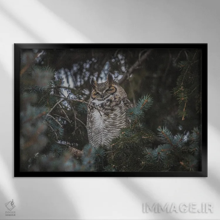 تابلو جغد بزرگگوش در حال چرت اثر کریستوفر توماس - نمای قابدار مشکی