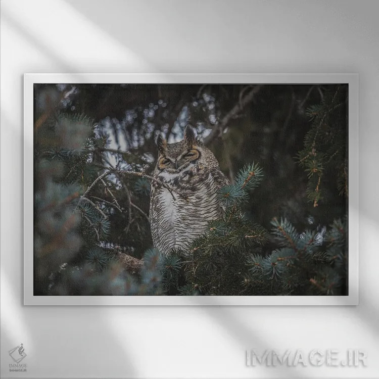 تابلو جغد بزرگگوش در حال چرت اثر کریستوفر توماس - نمای قابدار سفید