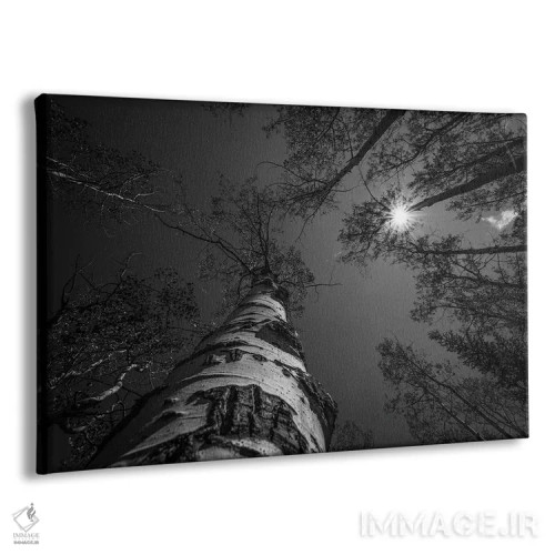 تابلو نوک درختان سیاه و سفید اثر کریستوفر توماس - نمای پرسپکتیو محصول