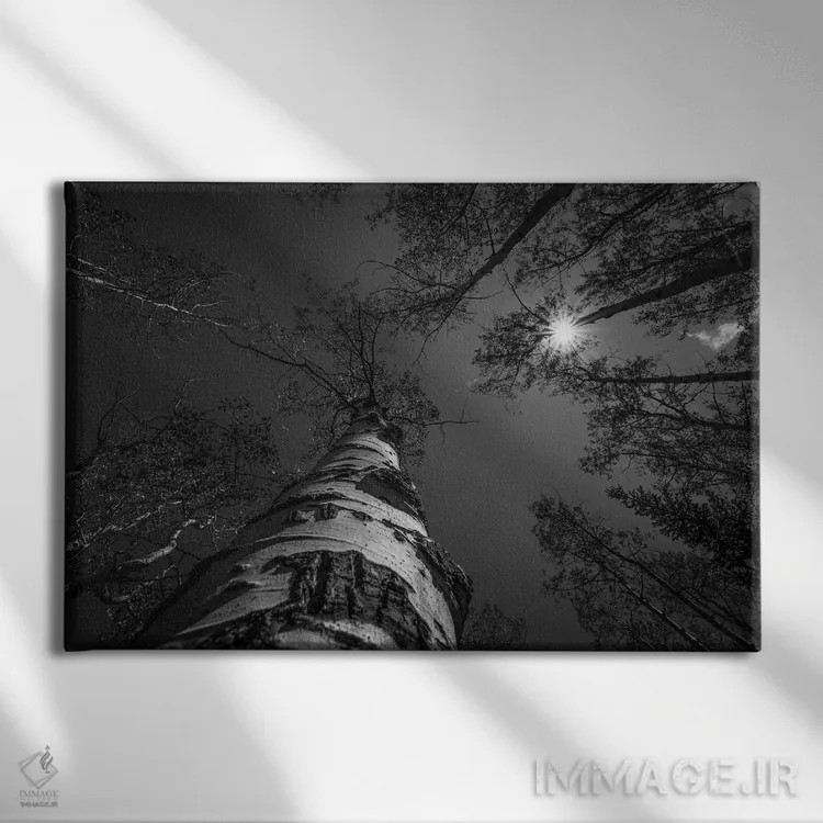 تابلو نوک درختان سیاه و سفید اثر کریستوفر توماس - نمای روبهرو روی دیوار