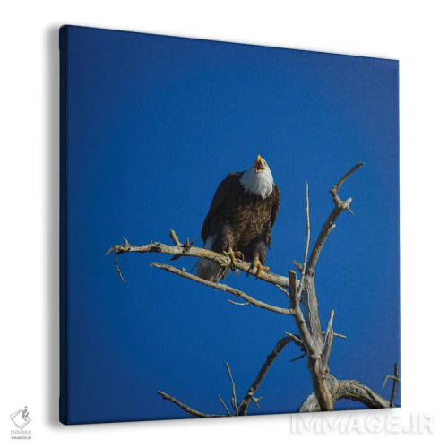 تابلو فریادهای عقاب سرسفید از آسمان اثر کریستوفر توماس - نمای پرسپکتیو محصول