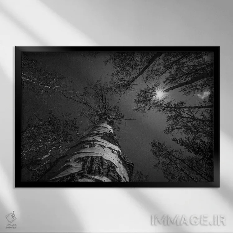 تابلو نوک درختان سیاه و سفید اثر کریستوفر توماس - نمای قابدار مشکی