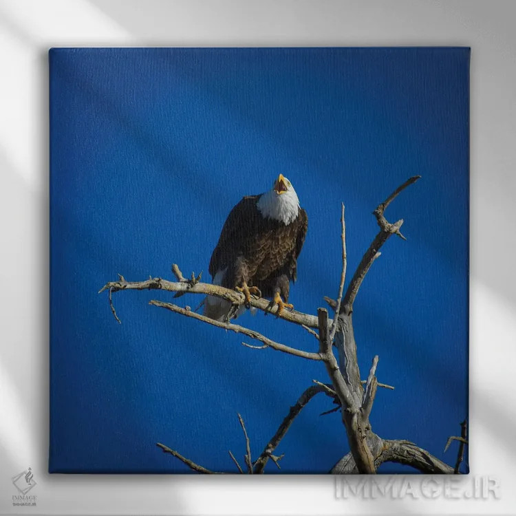 تابلو فریادهای عقاب سرسفید از آسمان اثر کریستوفر توماس - نمای روبهرو روی دیوار