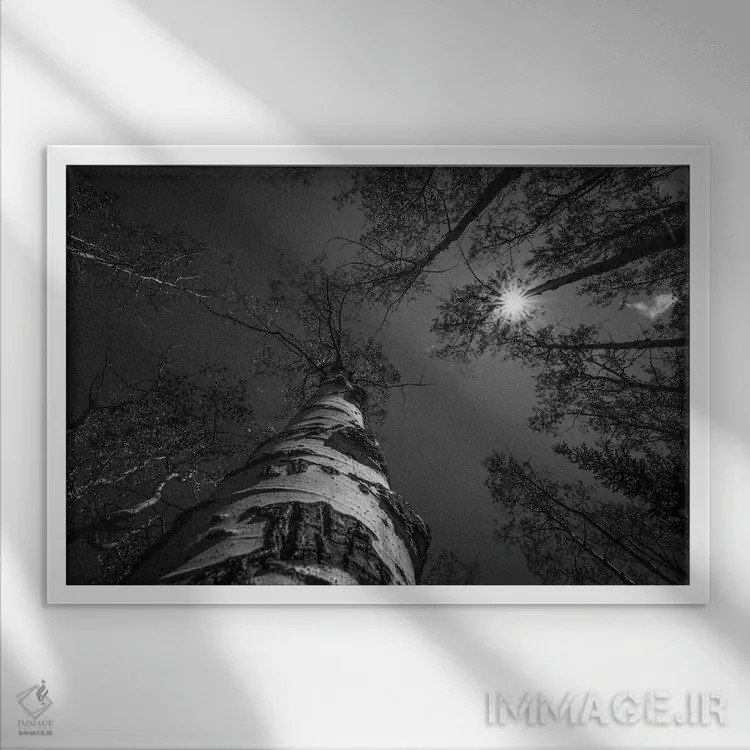 تابلو نوک درختان سیاه و سفید اثر کریستوفر توماس - نمای قابدار سفید