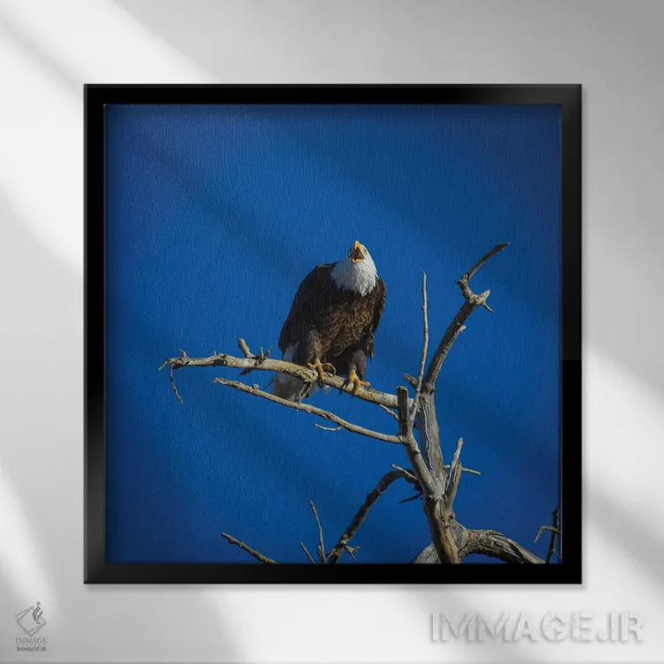 تابلو فریادهای عقاب سرسفید از آسمان اثر کریستوفر توماس - نمای قابدار مشکی