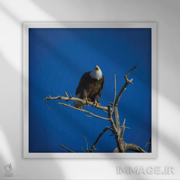 تابلو فریادهای عقاب سرسفید از آسمان اثر کریستوفر توماس - نمای قابدار سفید