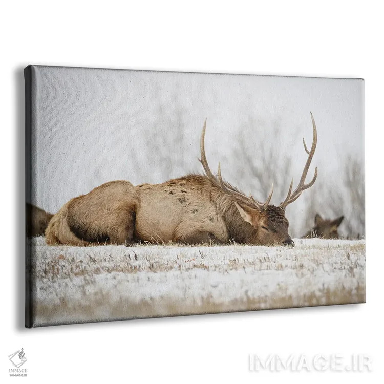 تابلو گاومیش خوابیده اثر کریستوفر توماس - نمای پرسپکتیو محصول