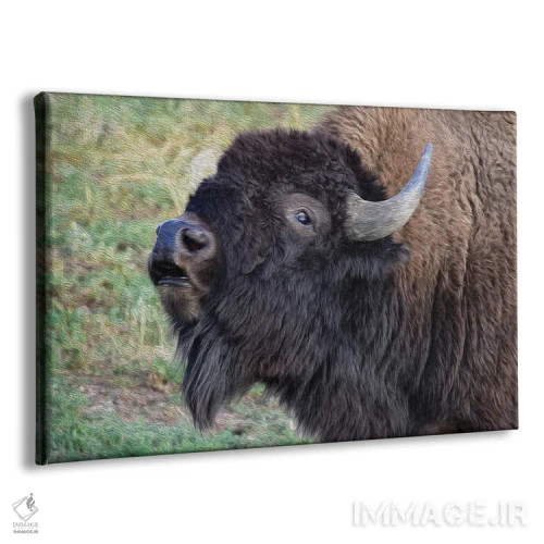 تابلو پرتره گاومیش آمریکایی اثر کریستوفر توماس - نمای پرسپکتیو محصول