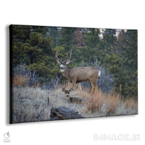 تابلو گوزن قاطر در یال گربهوحشی اثر کریستوفر توماس - نمای پرسپکتیو محصول