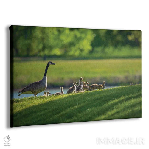 تابلو خانواده غاز کانادایی در بهار اثر کریستوفر توماس - نمای پرسپکتیو محصول