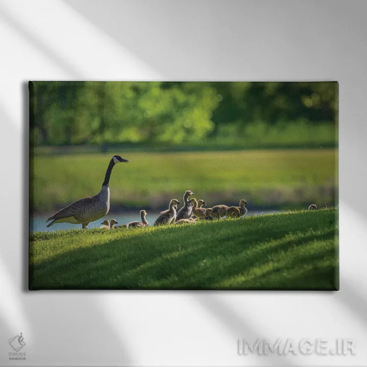 تابلو خانواده غاز کانادایی در بهار اثر کریستوفر توماس - نمای روبهرو روی دیوار