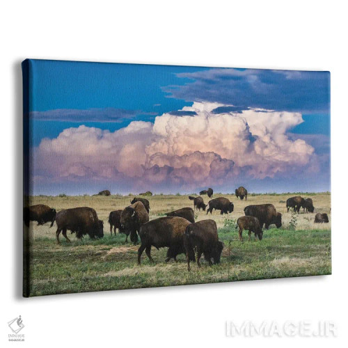 تابلو گله گاومیش کلرادو اثر کریستوفر توماس - نمای پرسپکتیو محصول