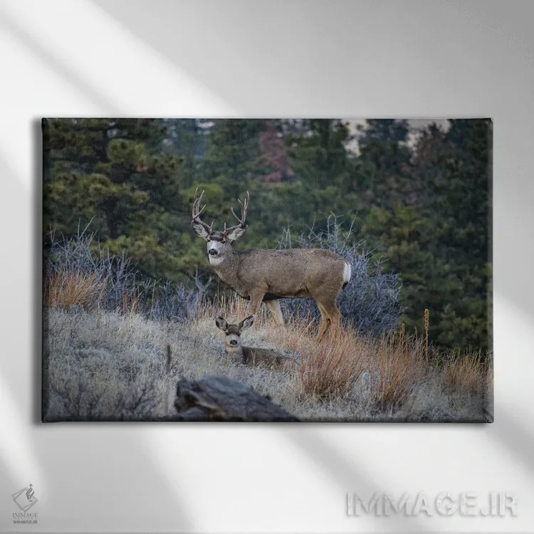 تابلو گوزن قاطر در یال گربهوحشی اثر کریستوفر توماس - نمای روبهرو روی دیوار