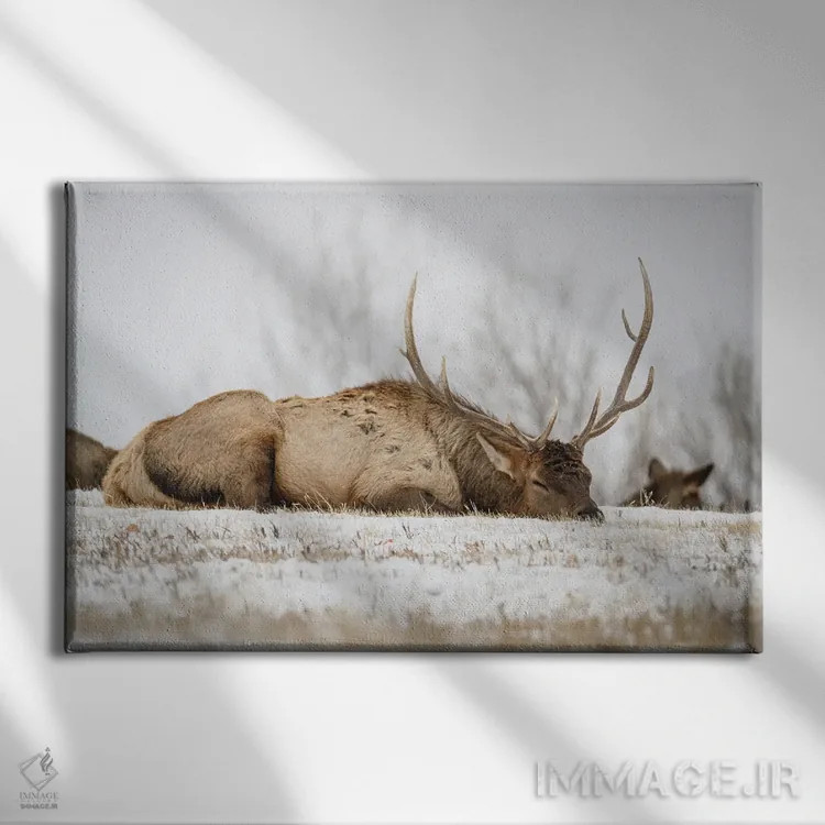 تابلو گاومیش خوابیده اثر کریستوفر توماس - نمای روبهرو روی دیوار