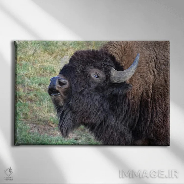 تابلو پرتره گاومیش آمریکایی اثر کریستوفر توماس - نمای روبهرو روی دیوار