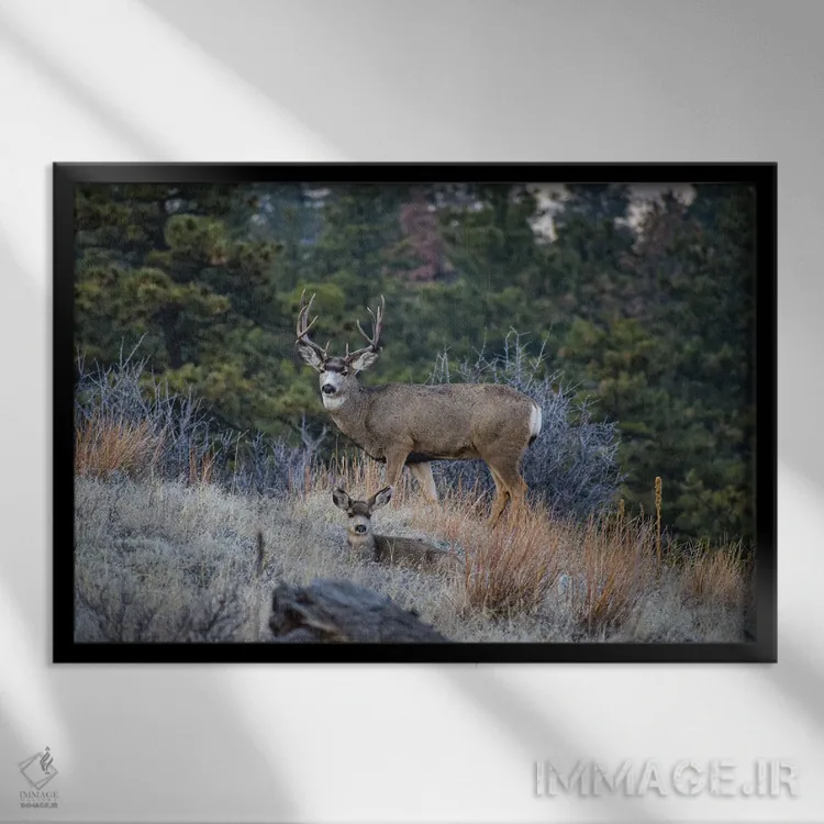 تابلو گوزن قاطر در یال گربهوحشی اثر کریستوفر توماس - نمای قابدار مشکی