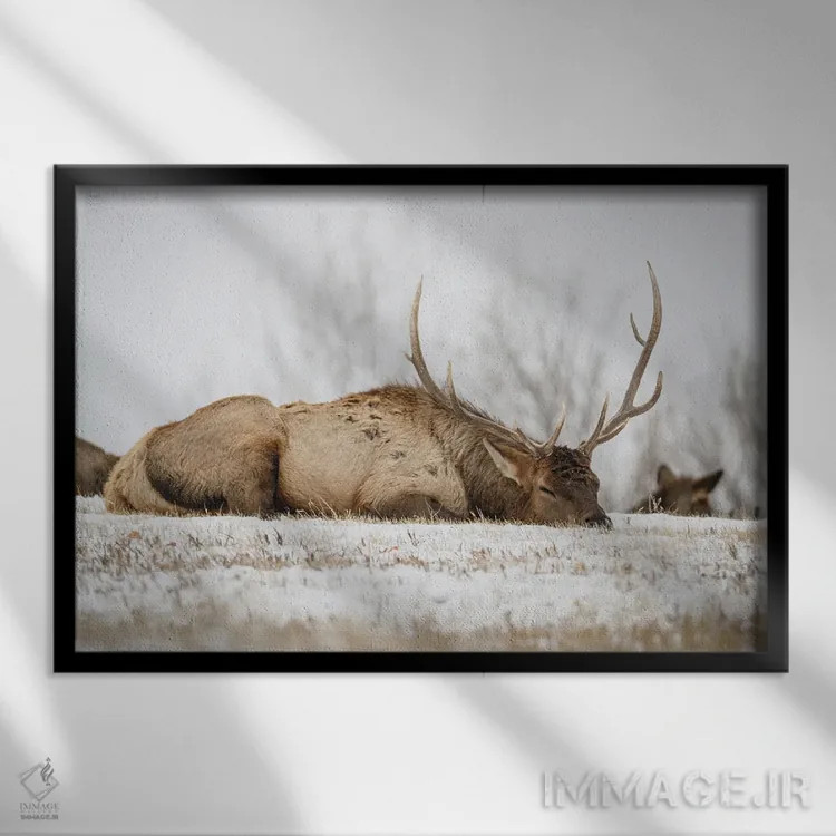 تابلو گاومیش خوابیده اثر کریستوفر توماس - نمای قابدار مشکی