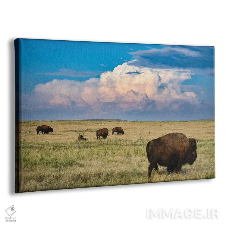 تابلو گاومیش دشتهای مرتفع اثر کریستوفر توماس - نمای پرسپکتیو محصول