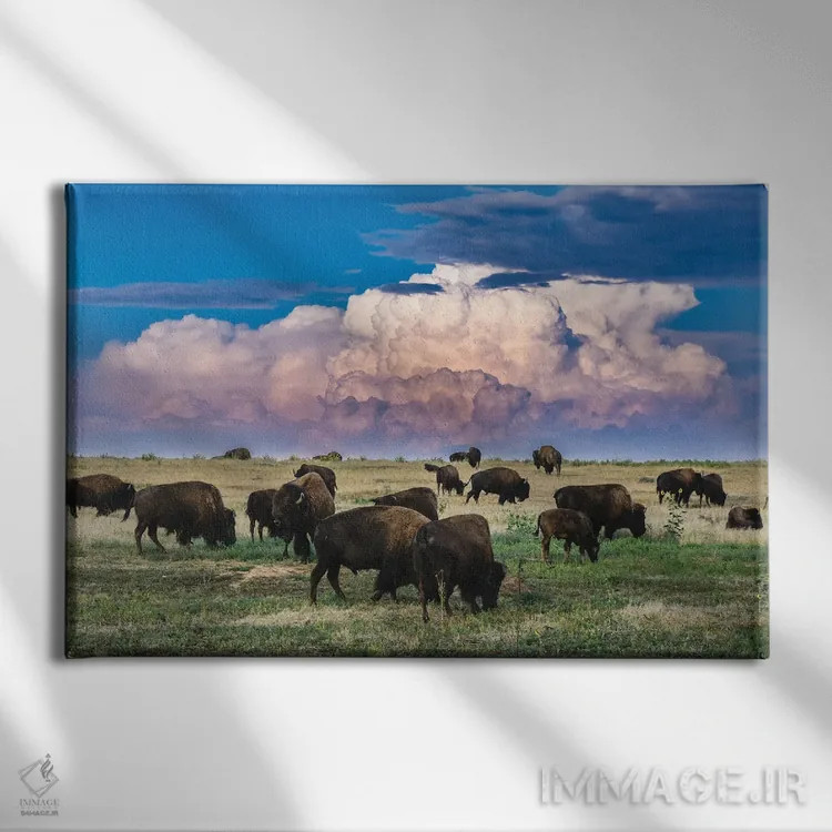 تابلو گله گاومیش کلرادو اثر کریستوفر توماس - نمای روبهرو روی دیوار