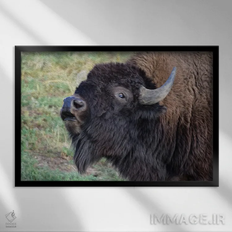 تابلو پرتره گاومیش آمریکایی اثر کریستوفر توماس - نمای قابدار مشکی