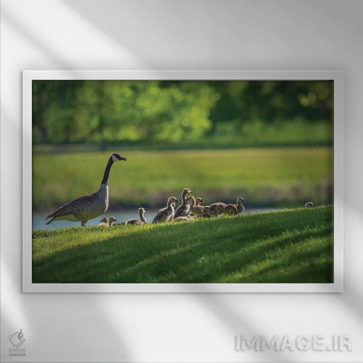 تابلو خانواده غاز کانادایی در بهار اثر کریستوفر توماس - نمای قابدار سفید