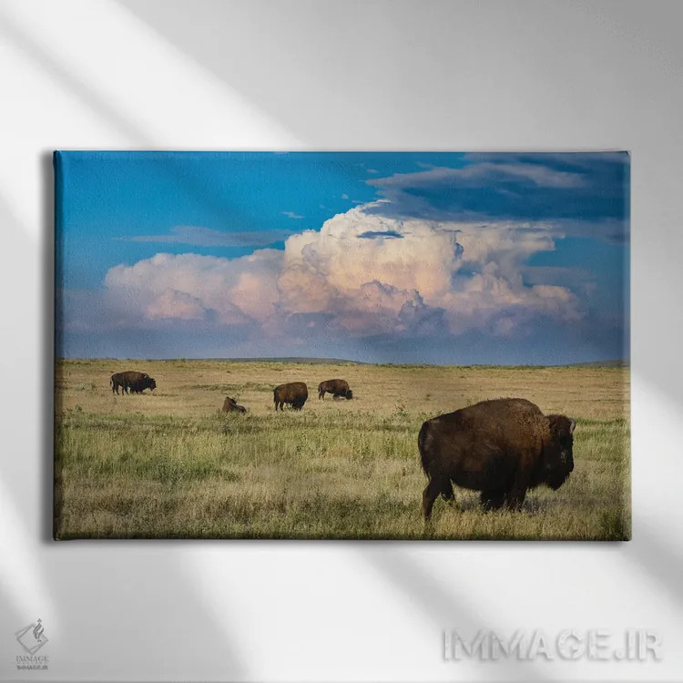 تابلو گاومیش دشتهای مرتفع اثر کریستوفر توماس - نمای روبهرو روی دیوار