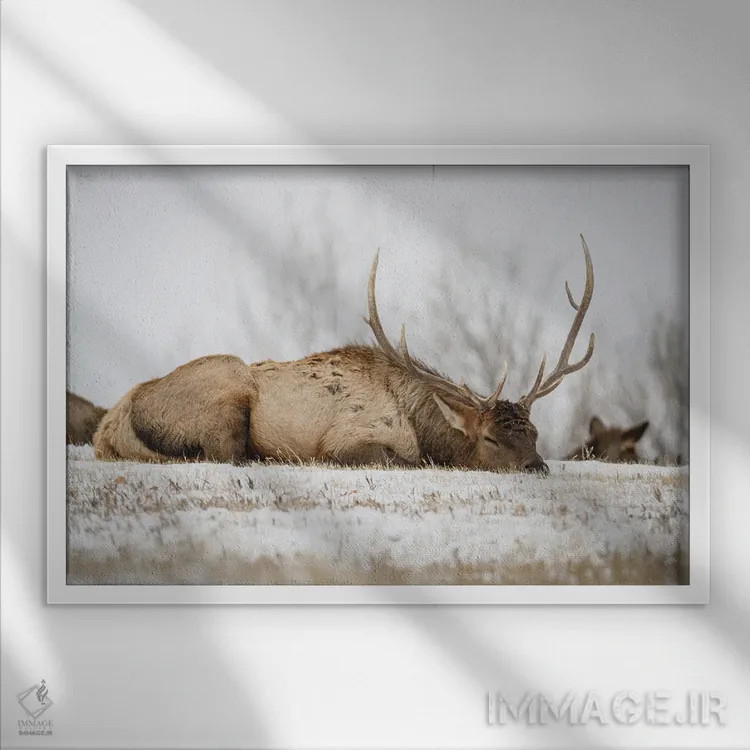 تابلو گاومیش خوابیده اثر کریستوفر توماس - نمای قابدار سفید