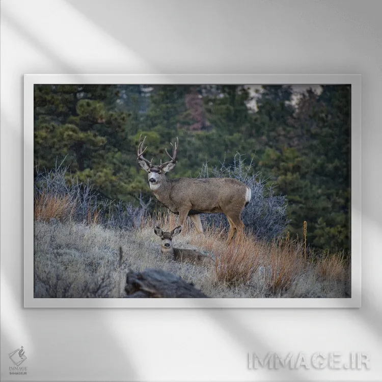 تابلو گوزن قاطر در یال گربهوحشی اثر کریستوفر توماس - نمای قابدار سفید