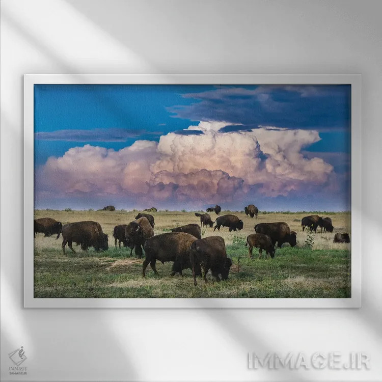 تابلو گله گاومیش کلرادو اثر کریستوفر توماس - نمای قابدار سفید