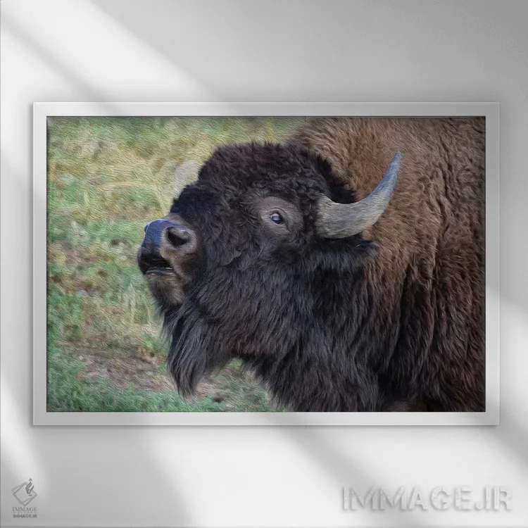 تابلو پرتره گاومیش آمریکایی اثر کریستوفر توماس - نمای قابدار سفید