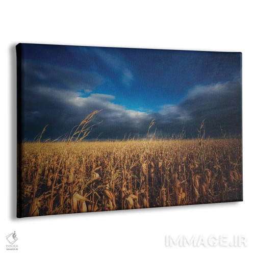 تابلو مزرعه ذرت زیر آسمان پاییزی اثر کریستوفر توماس - نمای پرسپکتیو محصول